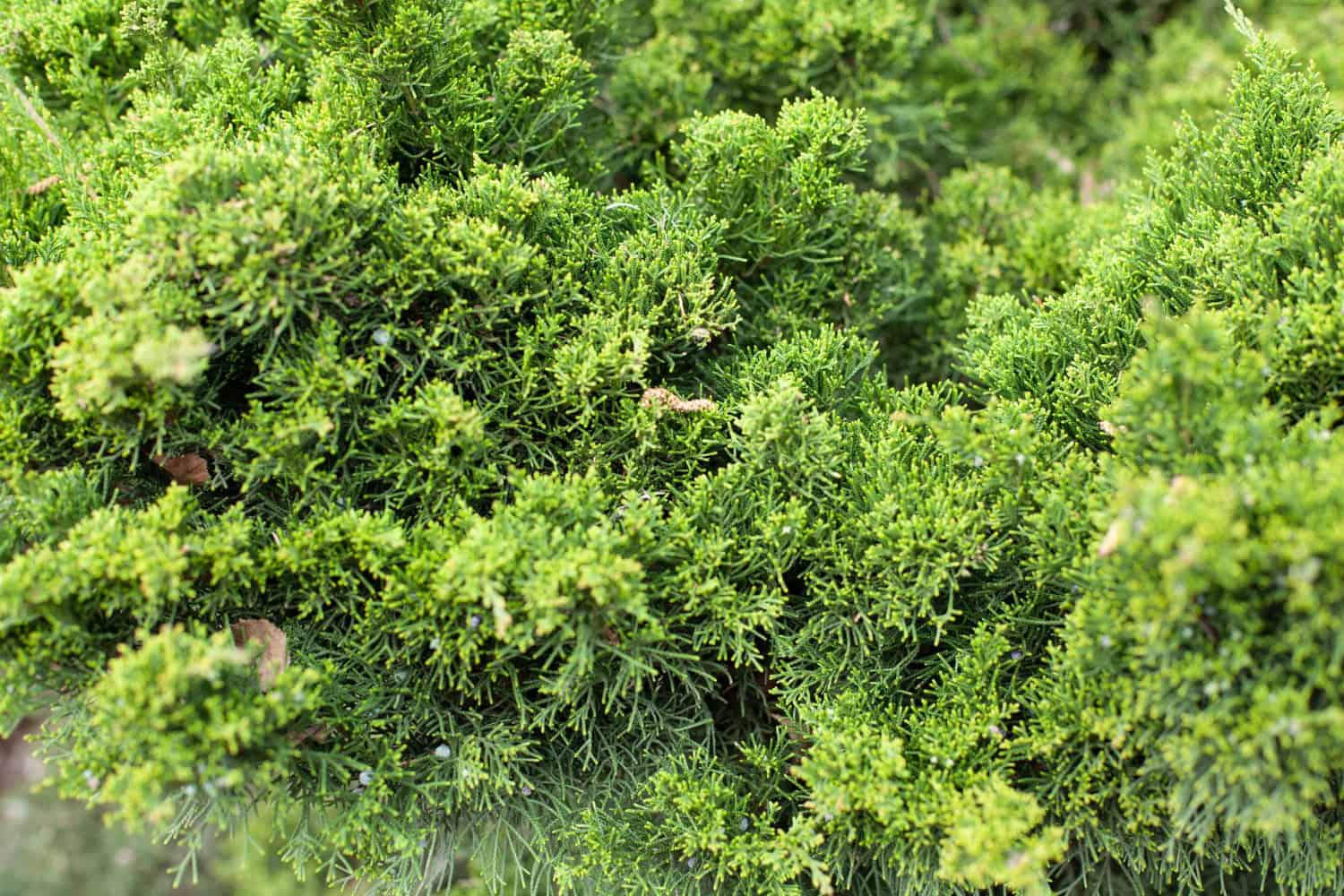 home shrub