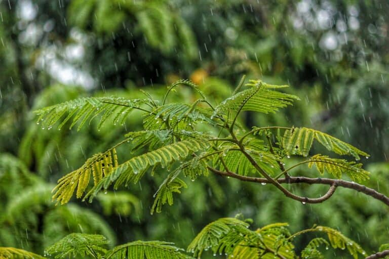 monsoon landscaping