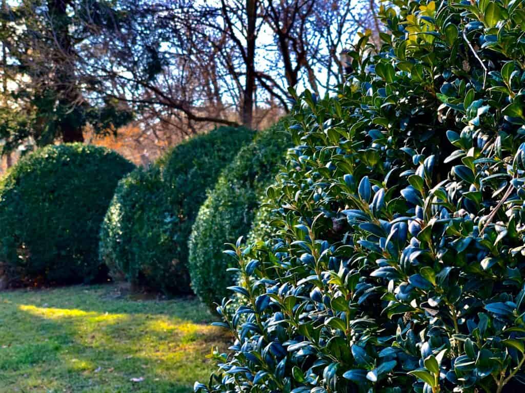 yard shrubs